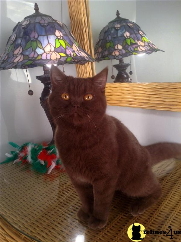 BritishRoyalCats.com Picture 2